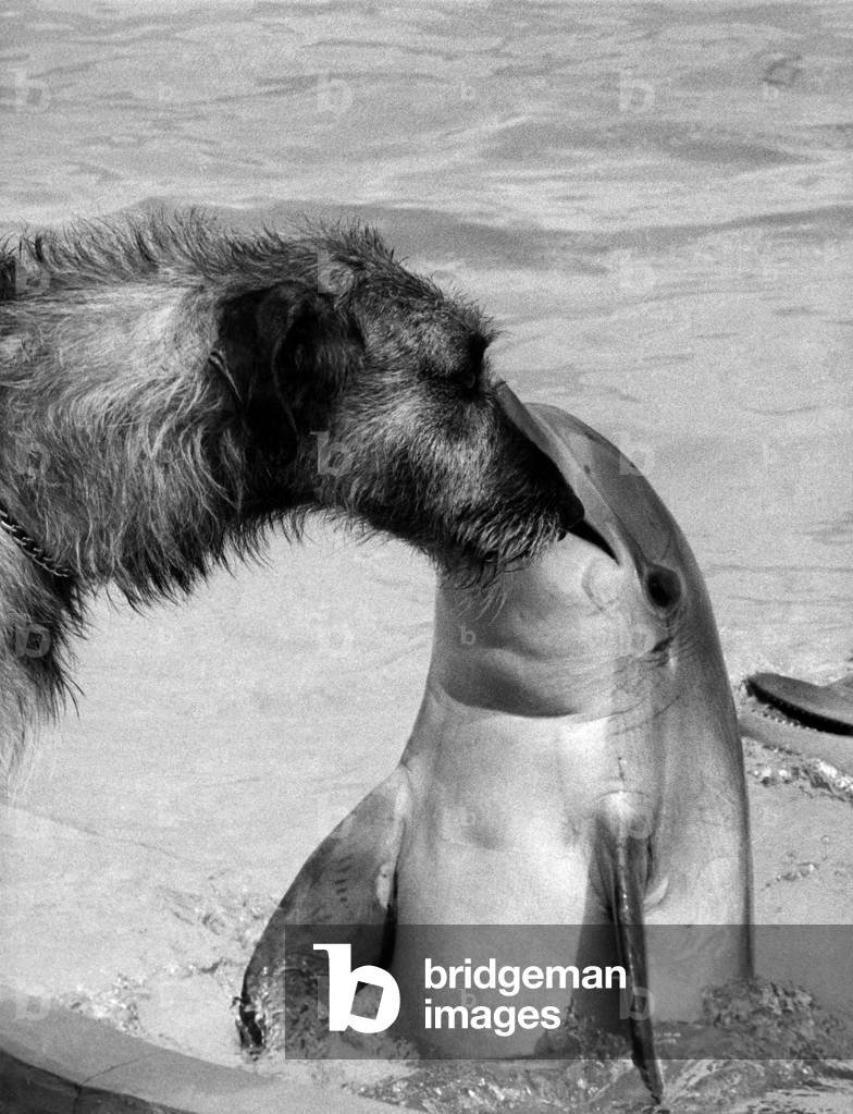 Just friends. It seems an unlikely friendship... Yet there's no denying that Sadie the dolphin has flipped her lid over O'Rourke, the Irish wolfhound. O'Rourke belongs to Mrs. Shirley Gallagher, whose husband Stuart is the dolphin trainer at the Morecambe Oceanarium in Lancashire. Though he sometimes looks fierce, he's just a big softie really. Even small dogs have him on the run! But like most of the Irish, he obviously has the gift of the blarney...August 1974 P011851