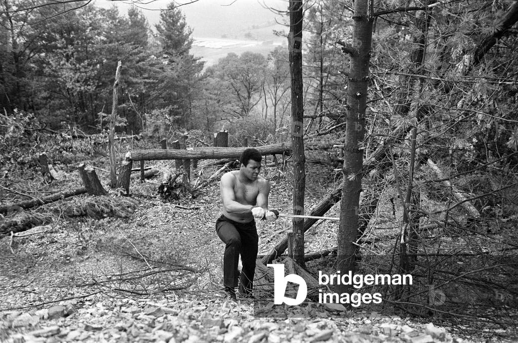 Muhammad Ali chopping down trees as part on his training routine in Deer Lake Pennsylvania. 6th July 1973 (b/w photo)