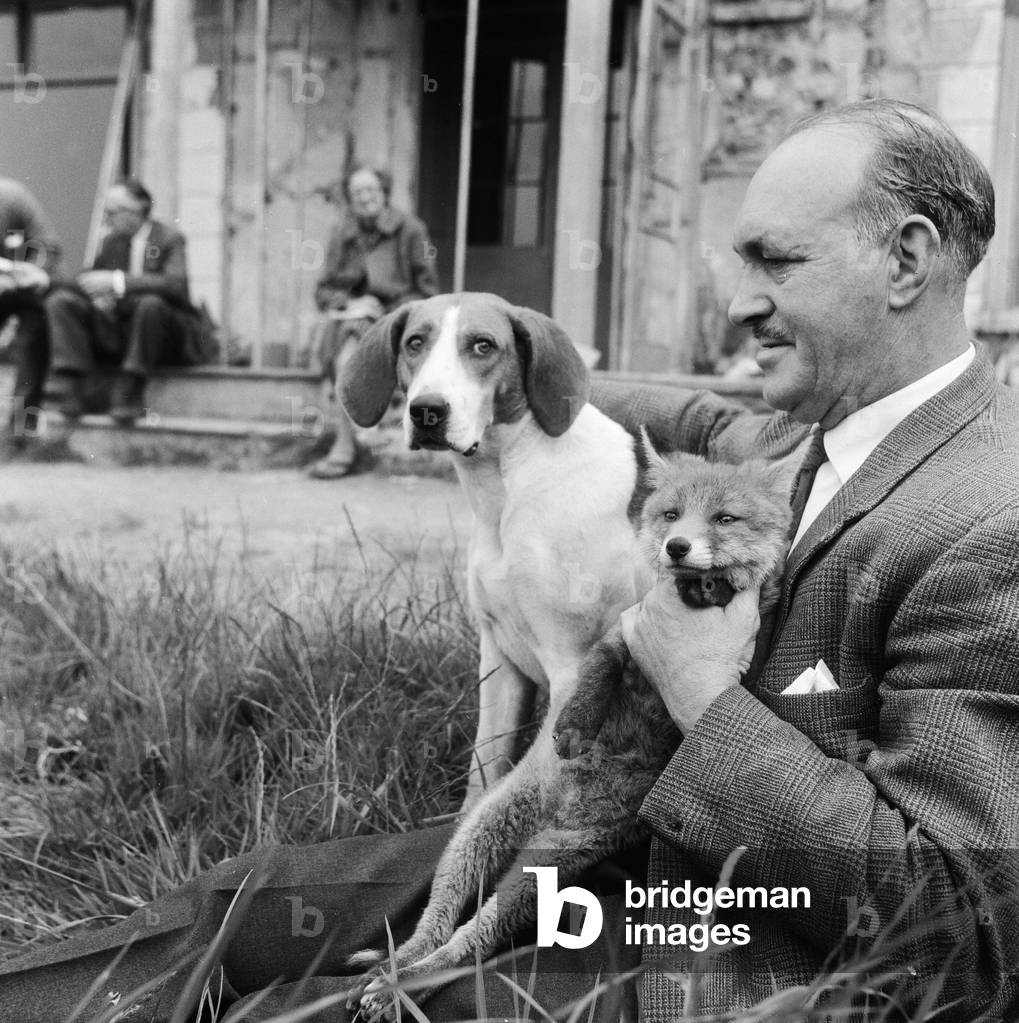 Vicky the fox cub and Sheba the fox hound dog at Barons Down near Dulverton in Somerset. The dog was brought down in the train from Liverpool by owner Neil McNeil. 19th May 1961 (b/w photo)