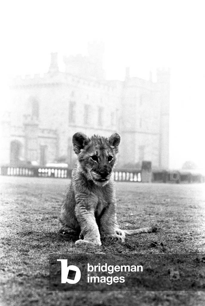 Viscount Lambton and Lady Isabella with the lion cubs which are bound for the Lambton Lion Park, c.1970 (b/w photo)