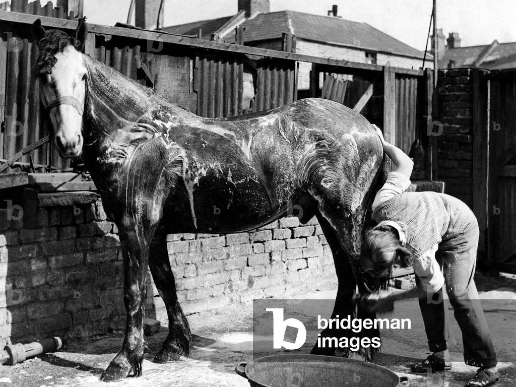 Smokey the horse seen here being prepared to go in Regent's Park Parade on Easter Monday. April 1949