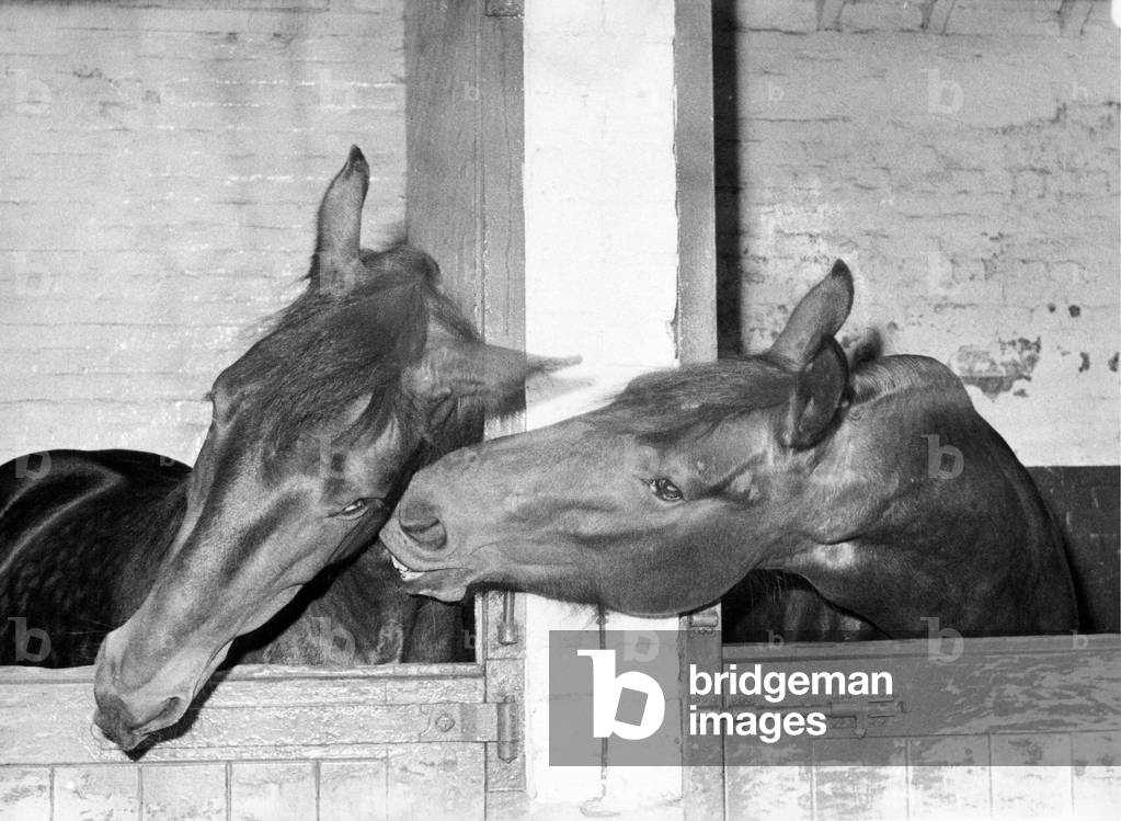 Brewery horses Duke and Adam share a joke, 1970 (b/w photo)