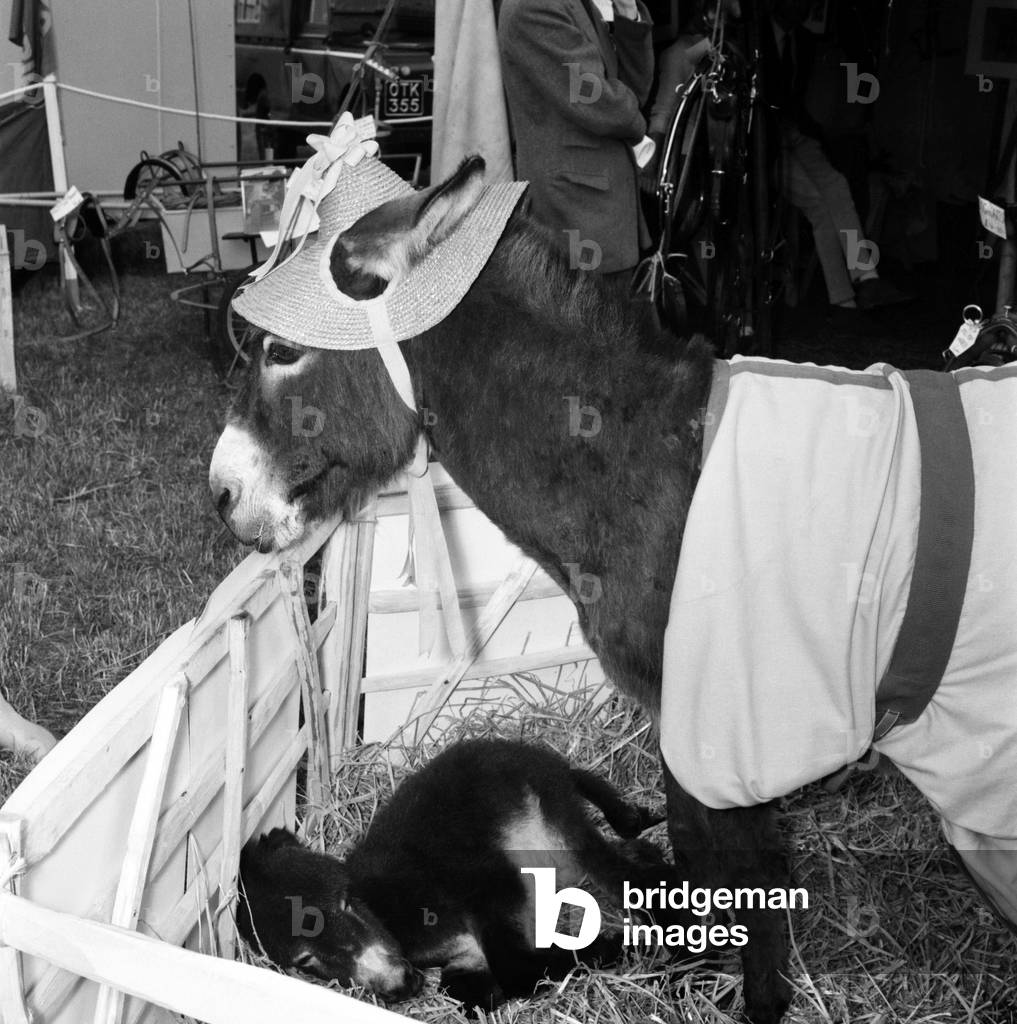 Donkey and young foal at the Richmond Horse Show.