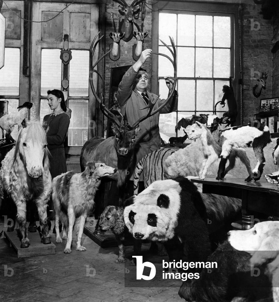 A preview of Xmas displays: Many reindeer are being prepared in a taxidermist's workshop at Camden Town which will be sent to stores all over the country for Xmas scenes, and small animals for cribs in churches. The Zoo's giant Panda will take a part. The kiddies of the district look in at the open door and watch the progress in their local Zoo. November 1946