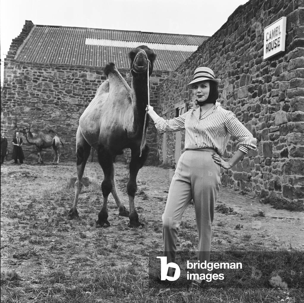 Chester Zoo. Fashion models pose with a camel. 20th July 1962 (b/w photo)