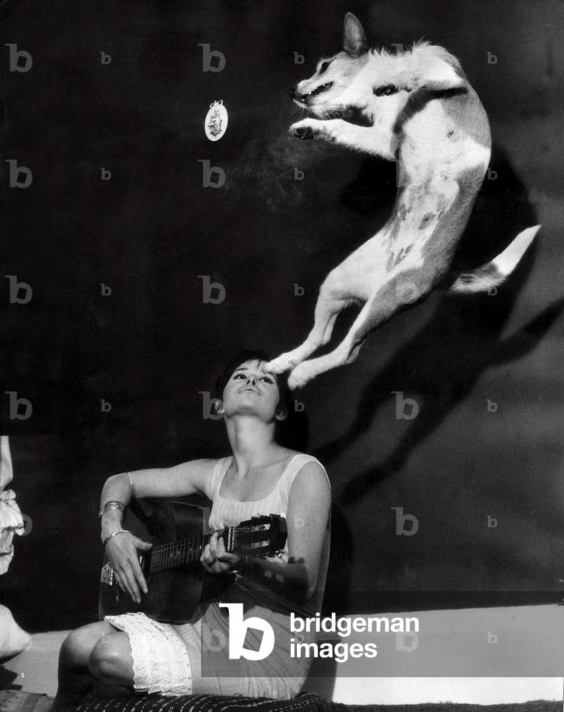 Judy is a dog who enjoys doing doggie twists when her mistress Valerie Galbraith plays guitar! 1962