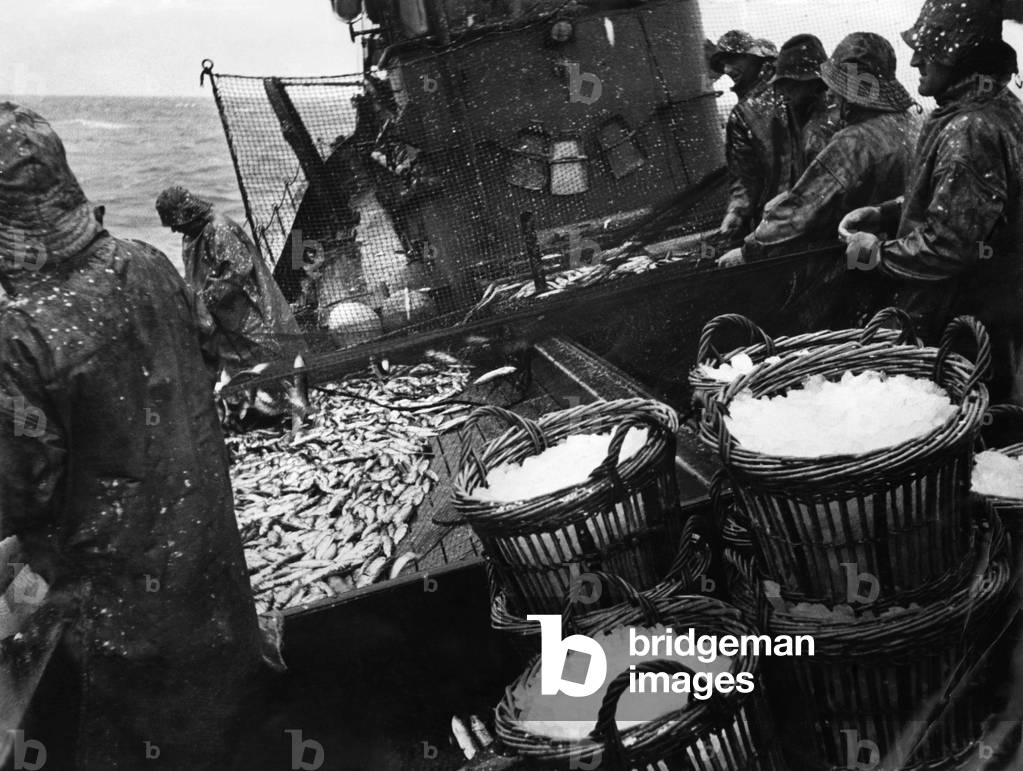 The men on the herring drifter Kindred Star out in the North Sea from Lowestoft, haul in their nets on their last voyage before Christmas with another of the fine hauls they have been getting lately to help ease the food situation. The 136 drifters working from Lowestoft have landed 144,000 cans of herring during the ten-week season roughly 108,000,000 fish. During those ten weeks the men of the Kindred Star, like most of their comrades on the other drifters, have spent only nine nights ashore. December 1947