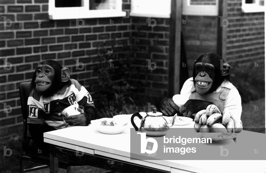 Chimpanzees tea party, October 1973