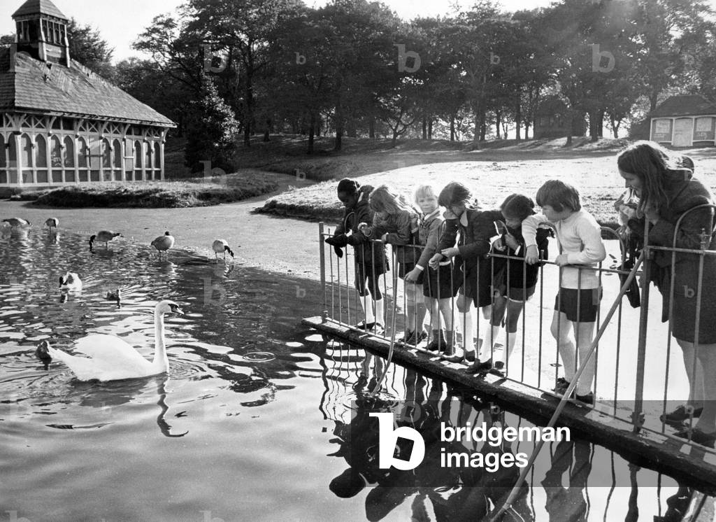Sefton Park, Liverpool, Merseyside, a 235 acre park, opened to the public in 1872. Autumn morning in Sefton Park, as the swans wait in anticipation for a crust of bread. 11th October 1973 (b/w photo)