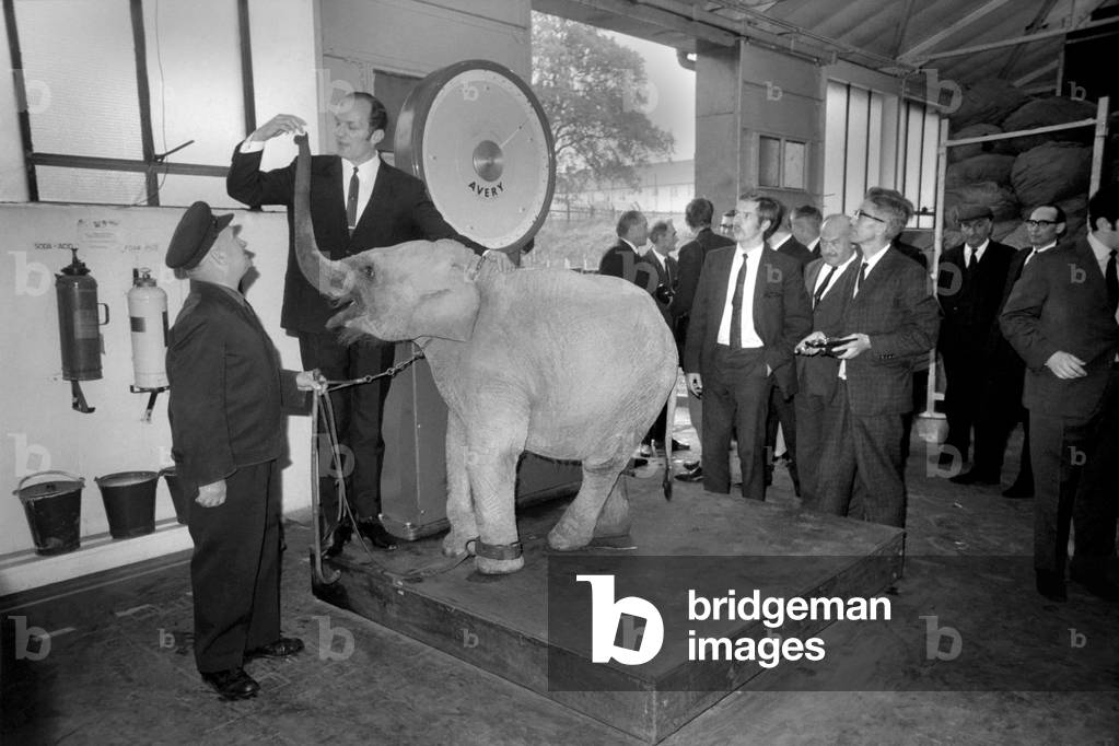 Lulu the baby elephant at Chessington Zoo, was weighed-in, for Lulu was the star of a competition organised by Tyne Brand, for contestants to judge what Lulu's weight would be on this date. Amongst the judges was boxing champion Henry Cooper, Mr. H. A. Snazle Gen. Manager of Chessington Zoo, and Mr. R.W. Hampson, Marketing Manager of Spillers Ltd. 
Lulu on the scales being watched by her keeper Alex Smith, and Henry Cooper. 
November 1969