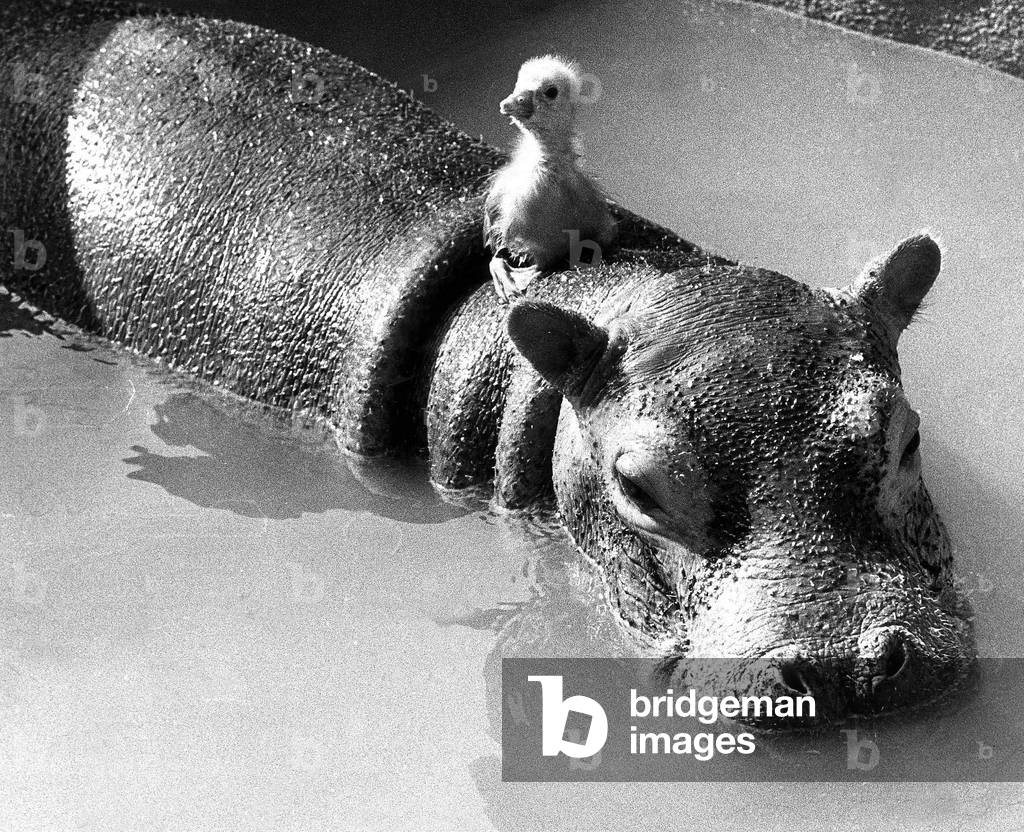 Tommy the gosling who is 5 days old and Esme the 5 week old hippo, March 1973 (b/w photo)