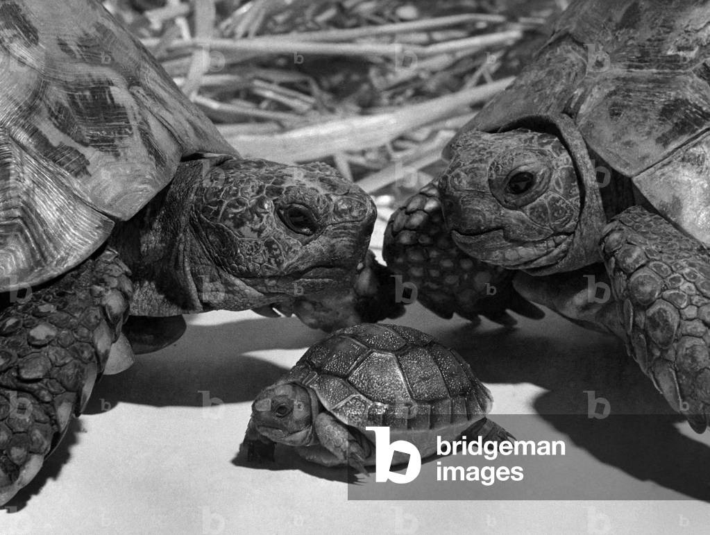 Hello, It's Hercules: The little fellow taking a bow before the lens of cameragirl Elsa Mayo is Hercules, the baby tortoise. It was four years ago that mother Juno was introduced to proud father Achilles, in the garden of solicitor's clerk David Cutlack, at Kemsing, Kent. But tortoises are slow, even when it comes to doing the what comes naturally. And it wasn't until July this year that Juno was finally spotted digging a hole and laying three eggs. It is very rare indeed for tortoises to breed in Britain's cold climate. But Mrs. Joy Cutlack put the eggs in a tin of sand in here airing cupboard. She said: 