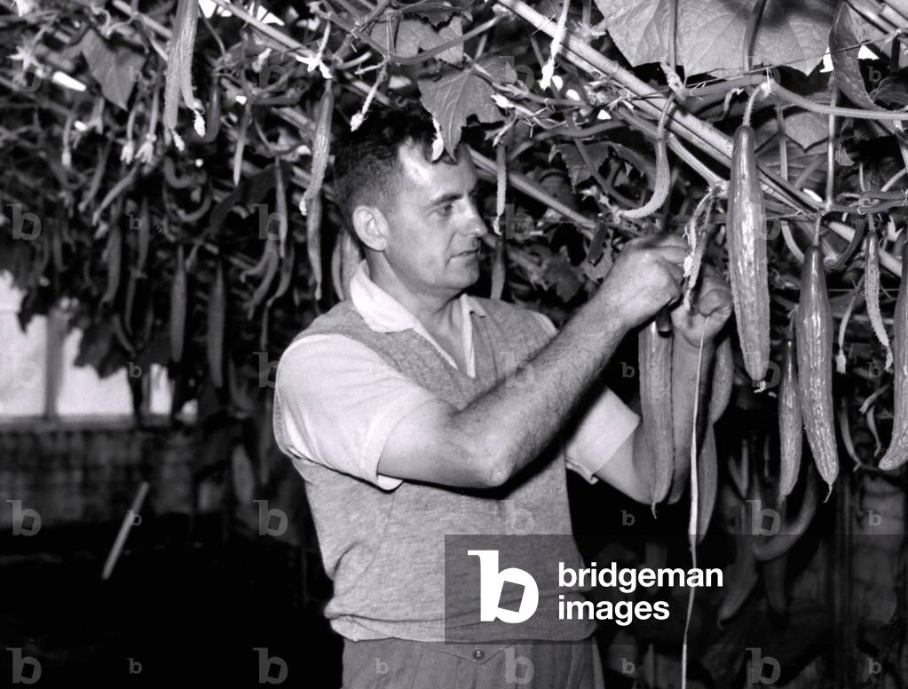 Jim Jackson has spent 30 years of his life in horticulture. Now he is in charge of the glasshouses at Luddington. 1957.