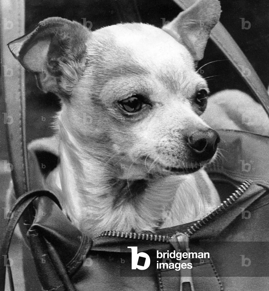A Chihuahua in a bag, 1960 (b/w photo)