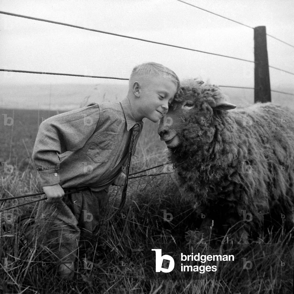 Roger Westlake of Staddon Heights, Devon with Tibbles the ram 3/10/1949 (b/w photo)