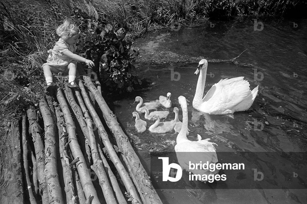 A little girl feeding swans and cygnets at Godalming, Surrey, June 1944 (b/w photo)