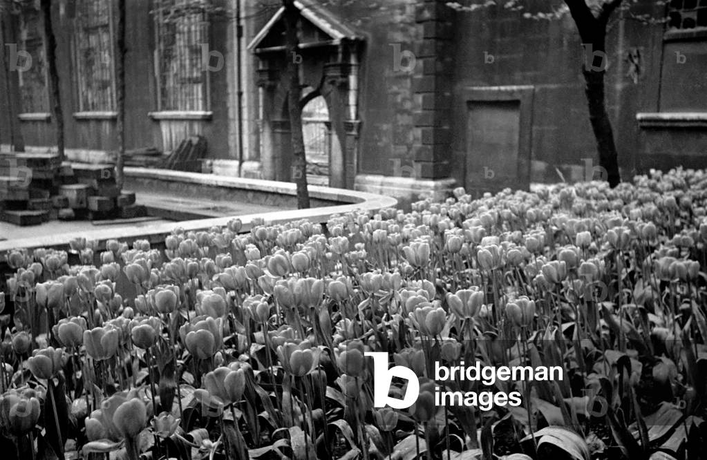 Flowers growing amongst the bomb damaged St Brides Church in Fleet Street, London. 
June 1944 
OL503-002