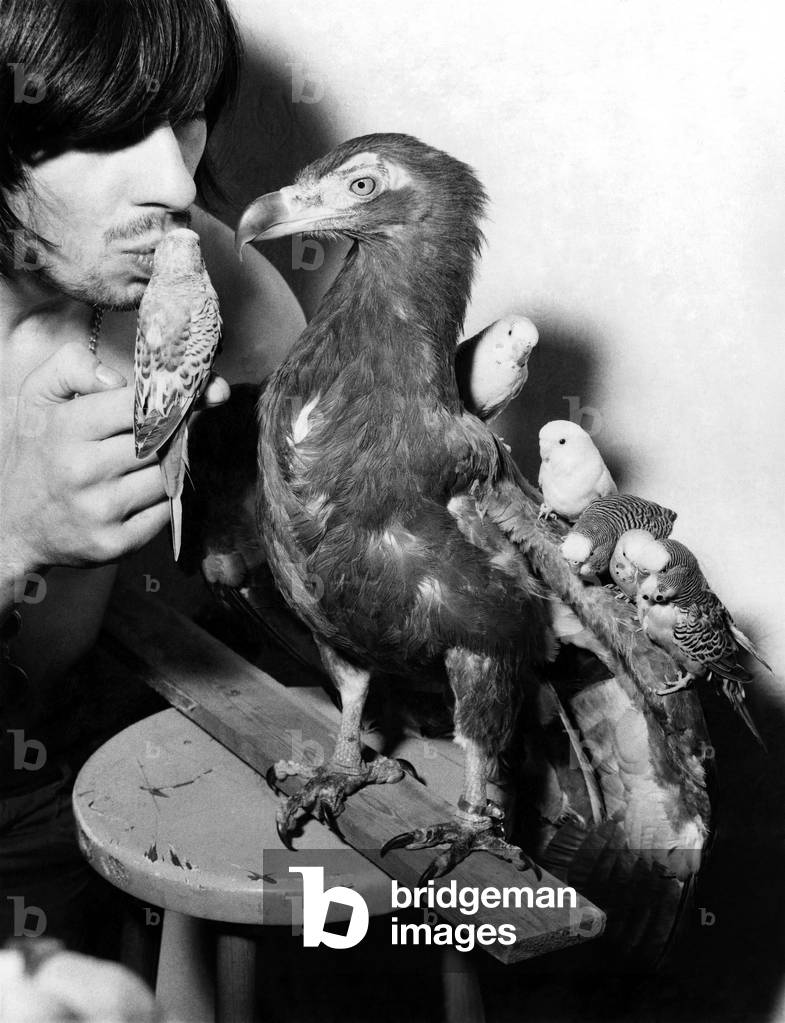 Busker dont gets the bird in a big way. Busker Don Crown with eagle vulture-Hawk-eye and the budgies. November 1970 P018603