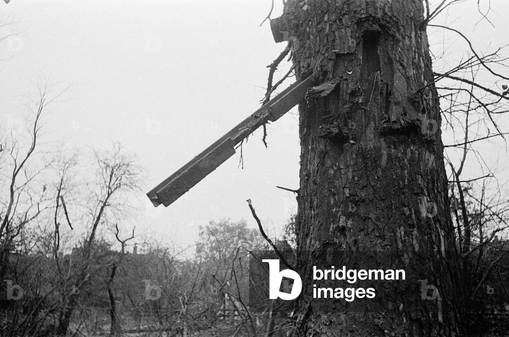 V2 Rocket incident near Palmer's Green Station. A piece of rail embedded into a tree from the explosion. 7th November 1944 (b/w photo)