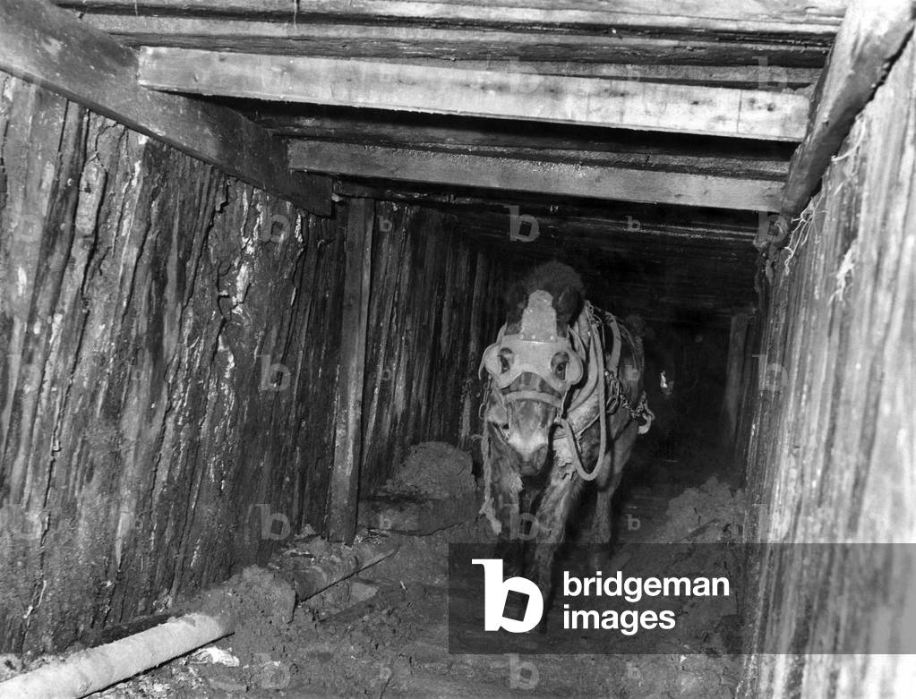 Blinkered to protect his eyes, a pony canters up the shaft towards daylight and green grass at the Knowetop Mine in Lanarkshire, Scotland.