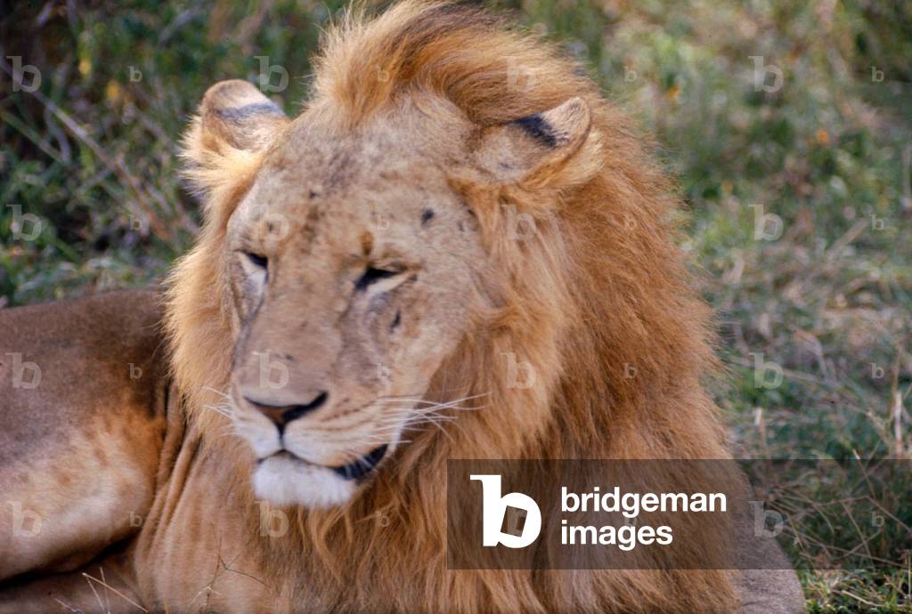 Lion, Nairobi Game Park in Kenya, February 1971 (photo)