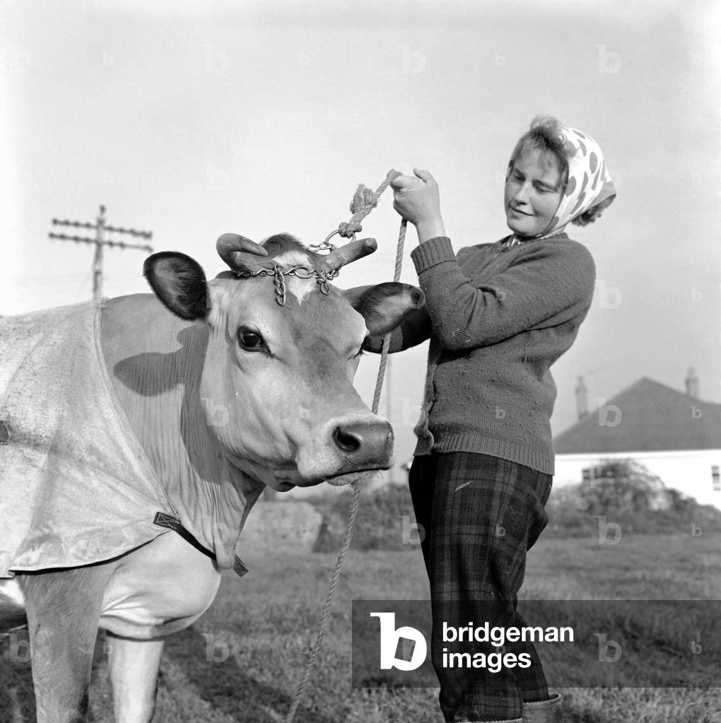 Where a Cow means Beauty: There is one place in the British Isles where cows are really given beauty treatment, March 1961 (b/w photo)