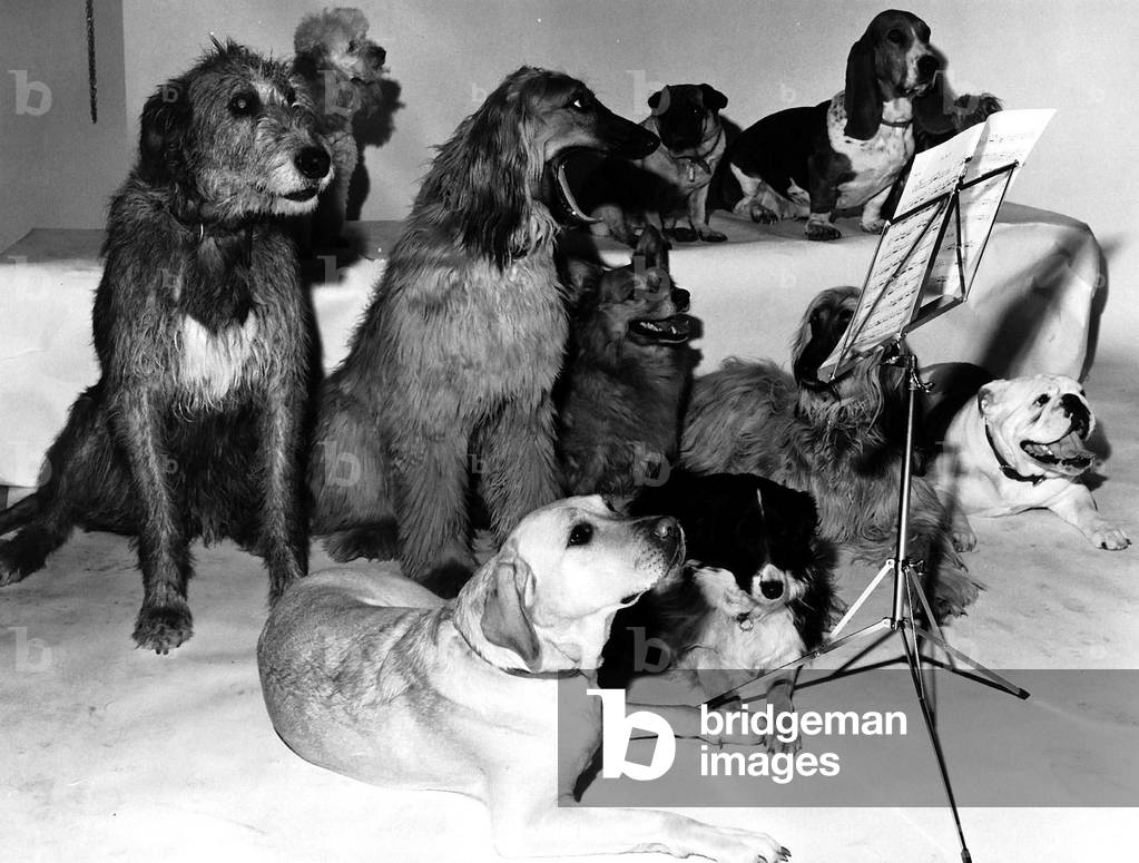 A group of dogs sit around a music stand like a choir preparing for a concert, c.1979 (b/w photo)