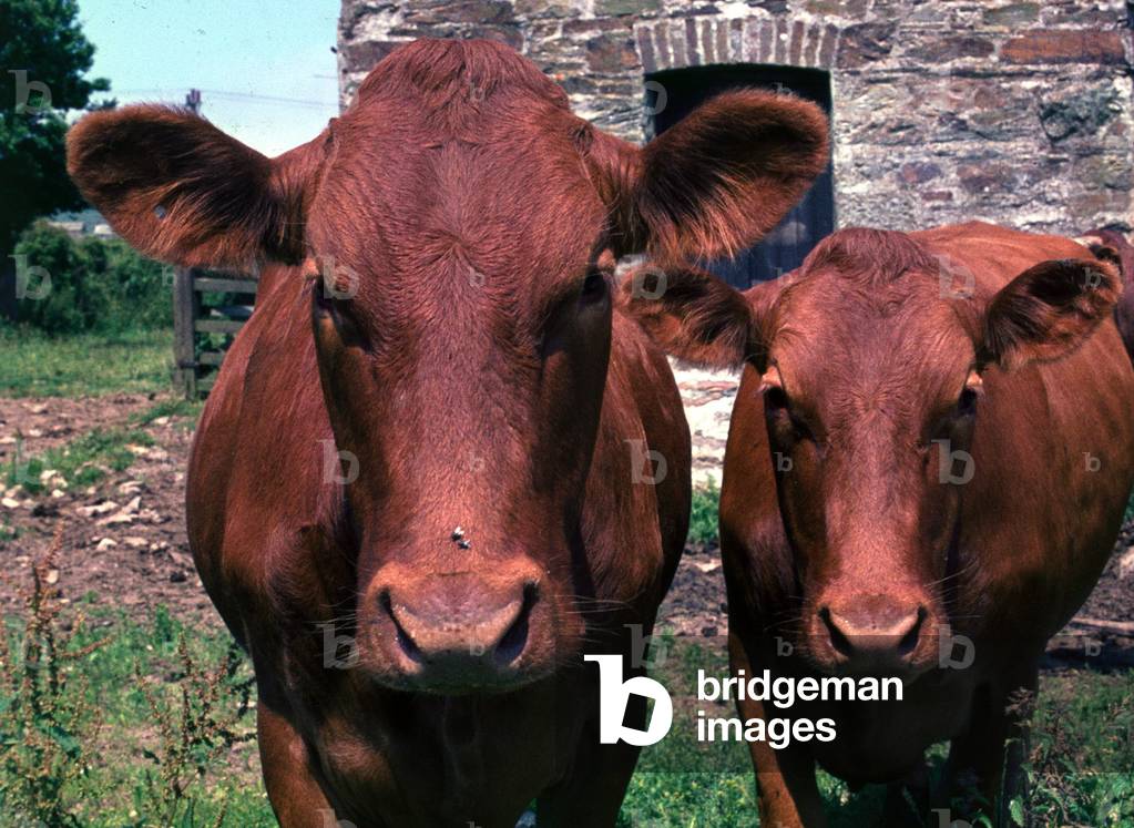 Two cows in a field looking at the camera, December 1971 (photo)