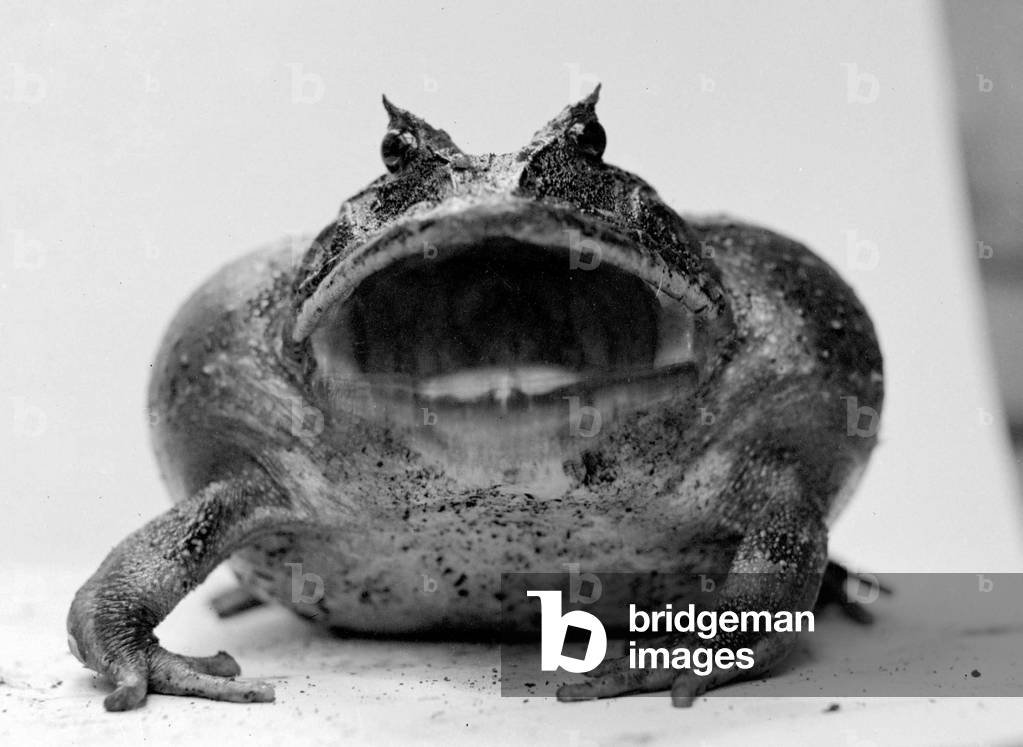 Toad, c.1935 (b/w photo)