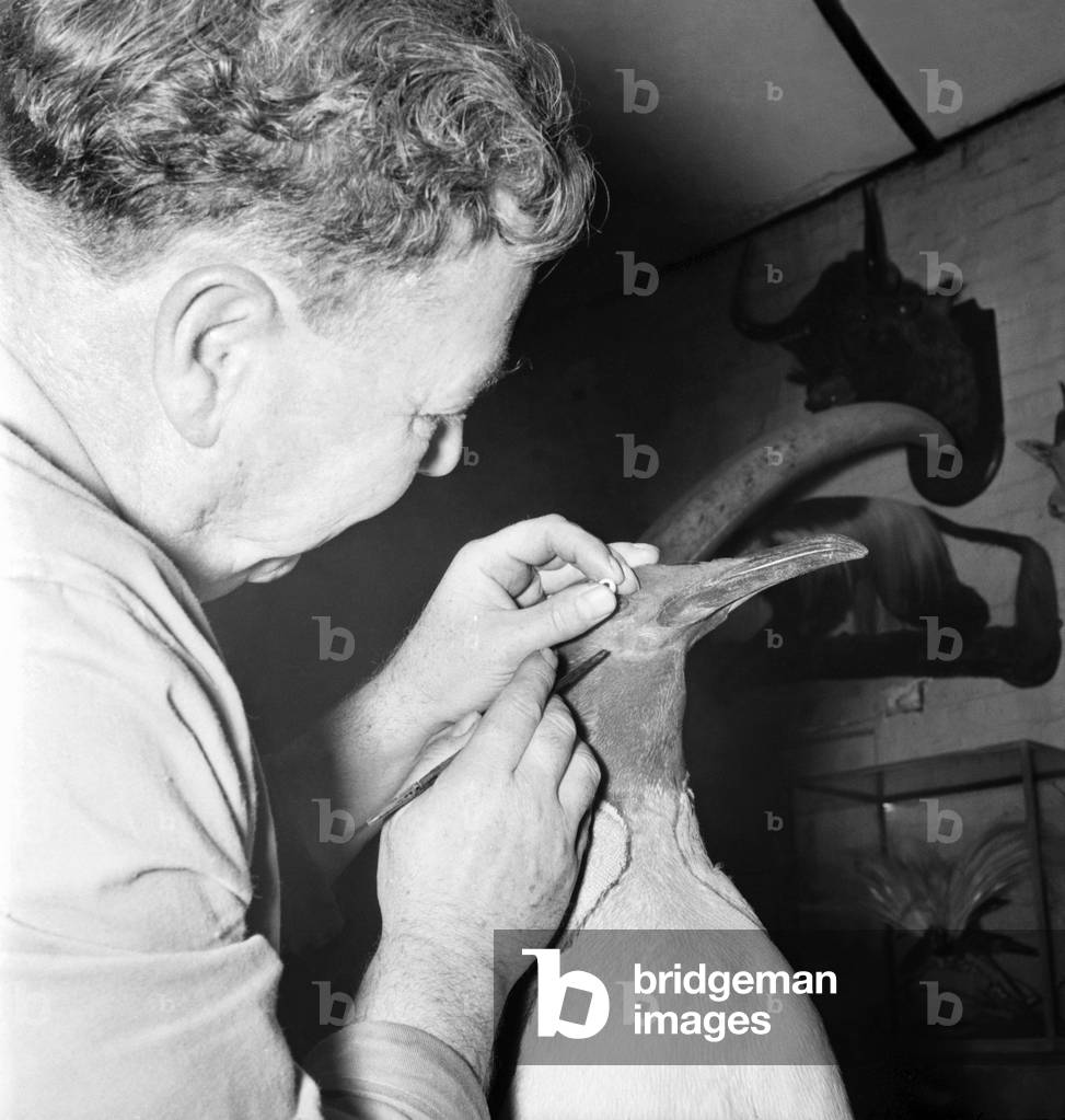 Taxidermist Workshop. January 1960