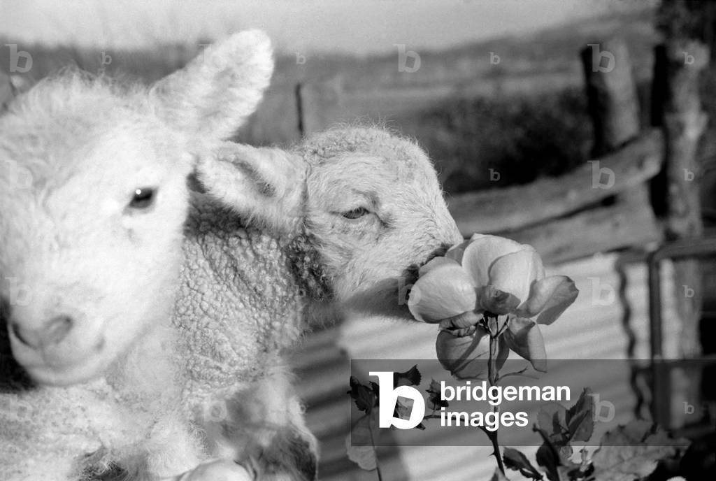 Animals - Flowers - Spring - Cute: Youngs lambs. December 1974