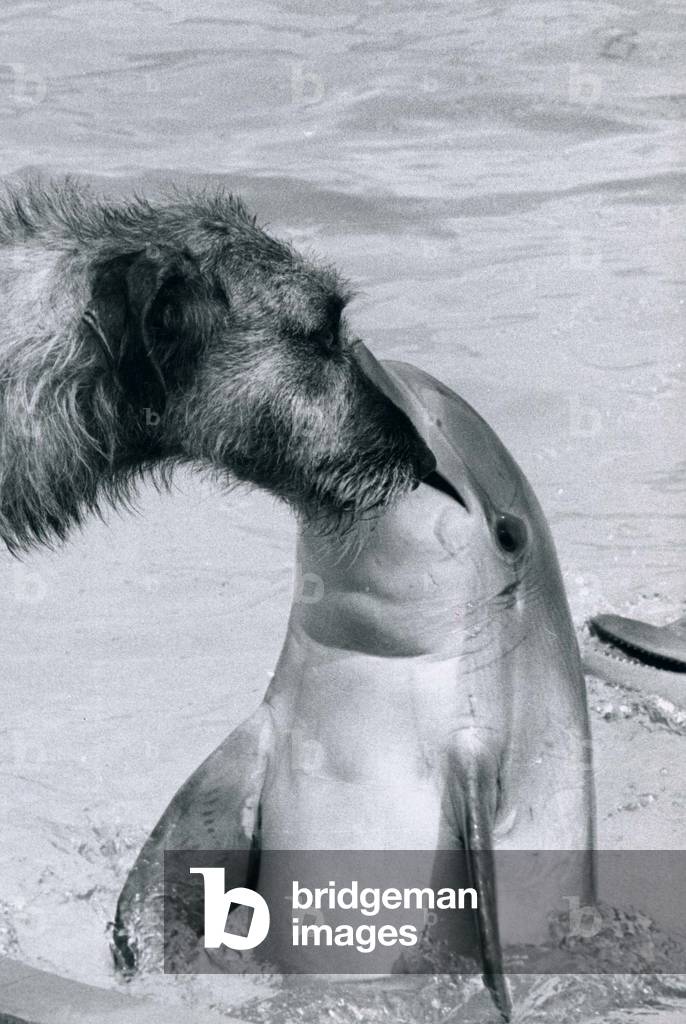 O'Rouke the Irish Wolfhound and his friend Sadie the Dolphin at the Morcambe Oceanarium in Lancashire, August 1974 (b/w photo)