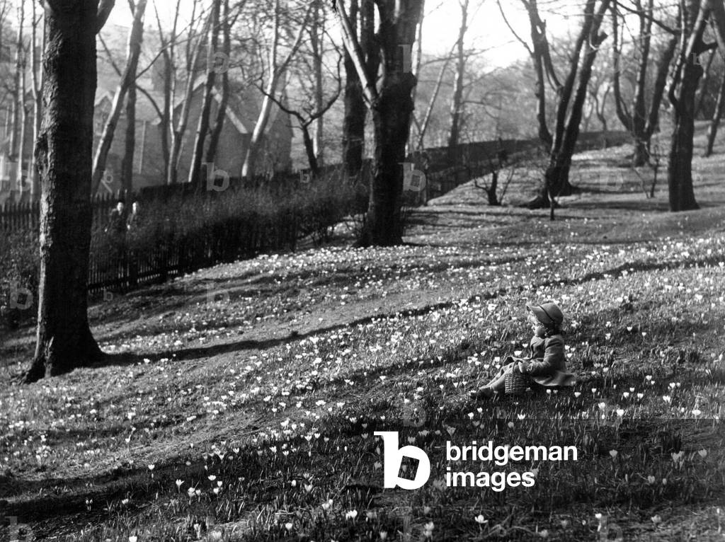 Crocuses carpet the floor of Jesmond Dene on 7th March 1948 and little Valerie Hutton rests among them a while, 1948 (b/w photo)