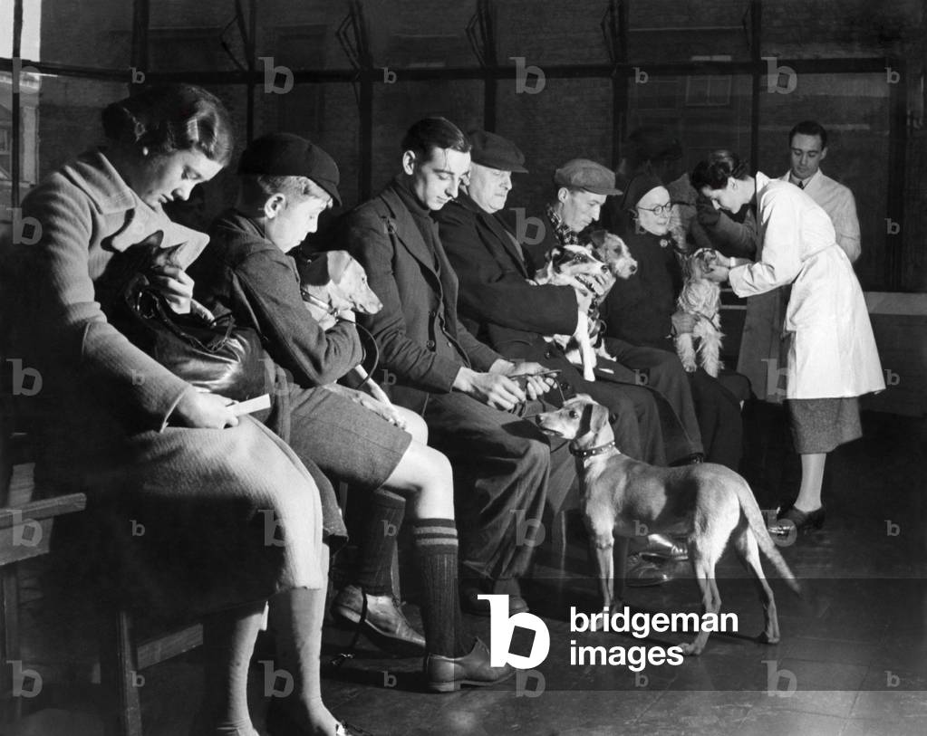 The Waiting Room of the out patients department at the Royal Veterinary College. Over 50 animal patients, are taken daily to the Royal Veterinary College, Camden Town. Cats, dogs, monkeys, tortoise birds! All take their turn in the waiting room. Serious cases, are made in-patients and admitted to the hospital, attached. 
October 1938