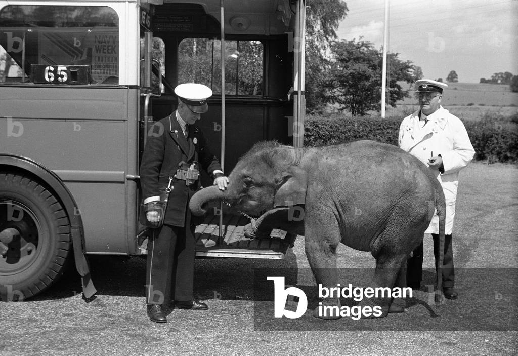 Jumbo the baby elephant seen here taking the bus at Chessington Zoo. August 1938