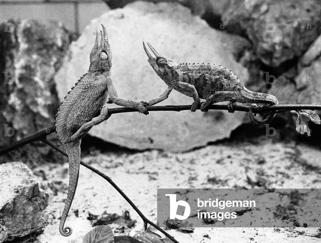 Two chameleons shake hands on a twig.