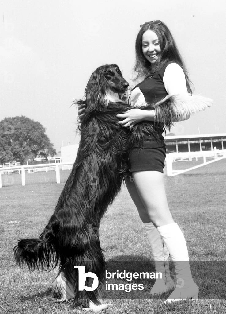 Birmingham Dog Society's national show at the National Agricultural Centre at Stoneleigh.
21st May 1971