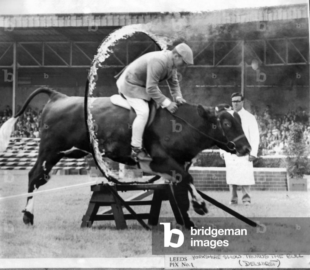 Mr. Colin Newloved rides his bull Taurus through. A hoop of fire at a display in the main ring at the Yorks show yesterday. Mr. Newlove, who lives at Bugthrop, near York, took two years to train Taurus, who now shows his skill with Saddle and Bridle. He jumps, walks up steps over Mr. Newlove and finishes off by jumping through a ring of fire, July 1968 (b/w photo)