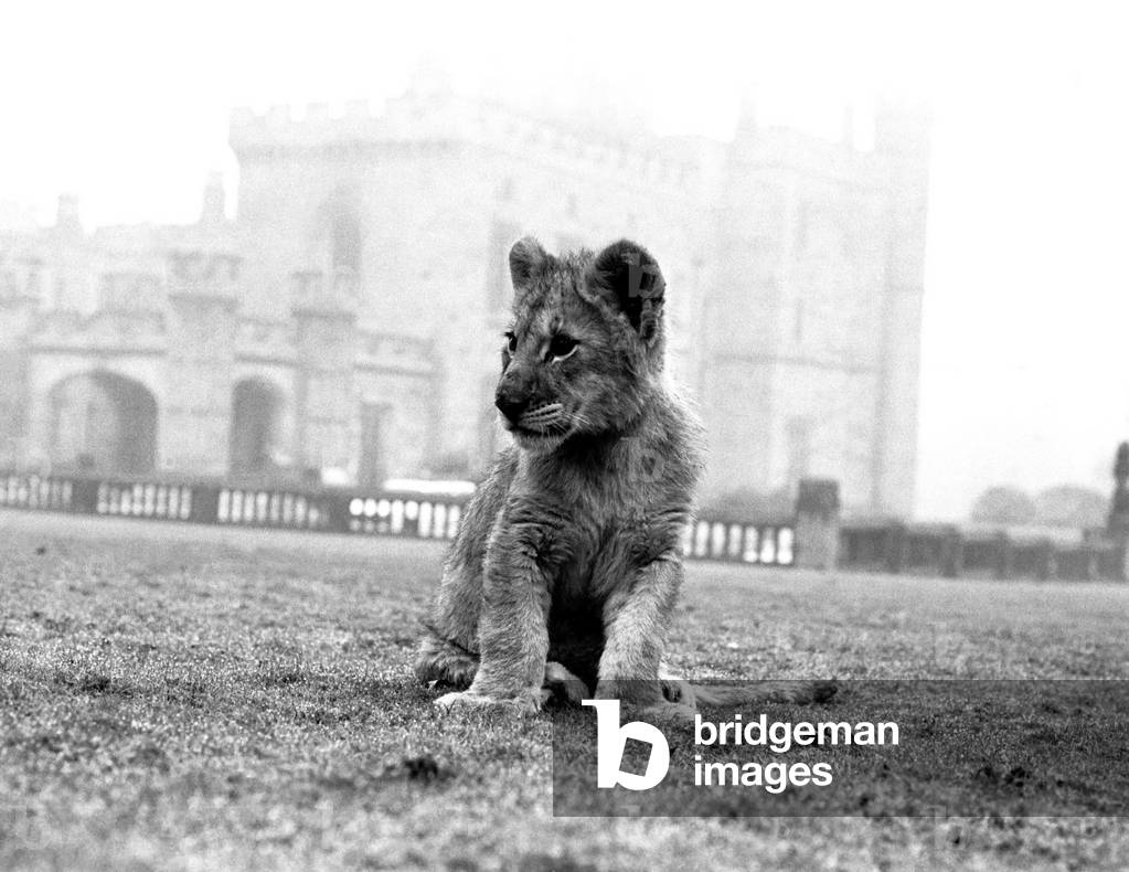Viscount Lambton and Lady Isabella with the lion cubs which are bound for the Lambton Lion Park, c.1970 (b/w photo)