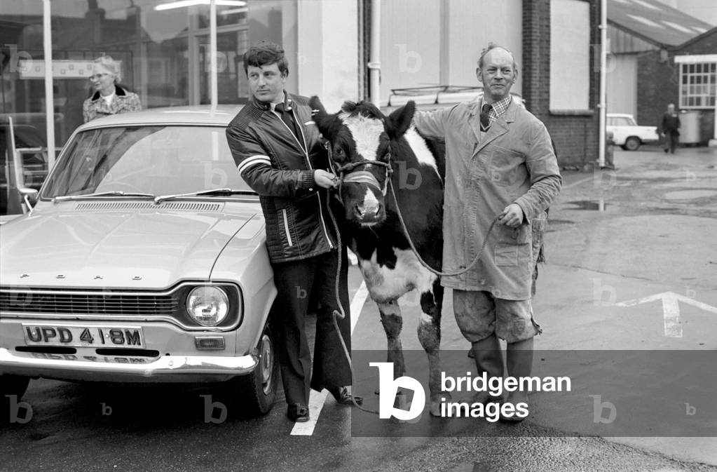 Cow for car. Searles of Worthing, car dealers, take anything in part exchange for a car, January 1975 (b/w photo)