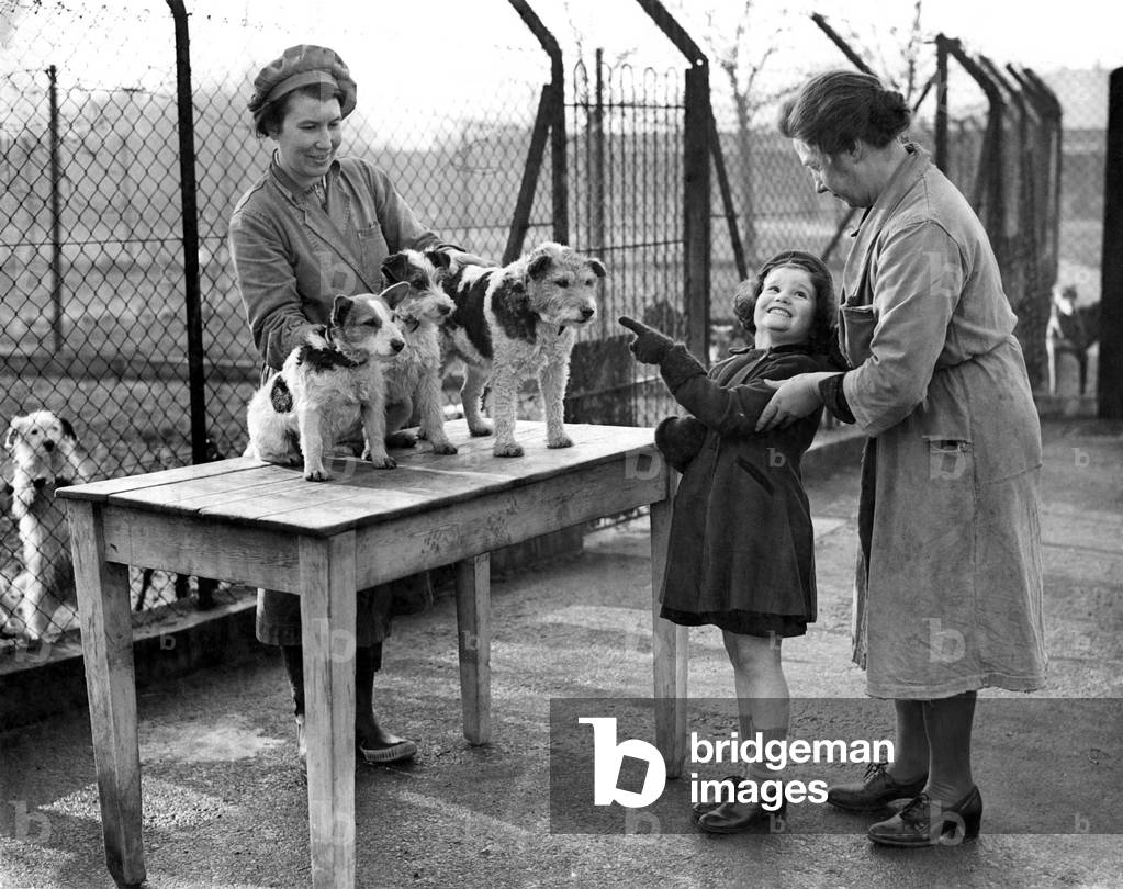 A young girl chooses a new pet from three dogs who lost their owners during the recent blitz. January 1941