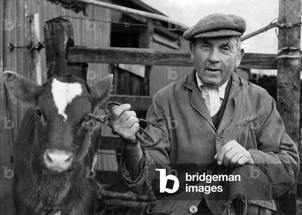 Farmer Mr. Clayton-Wheeler of Cross Roads Farm, Cricklade, Wiltshire seen with a calf, December 1962
