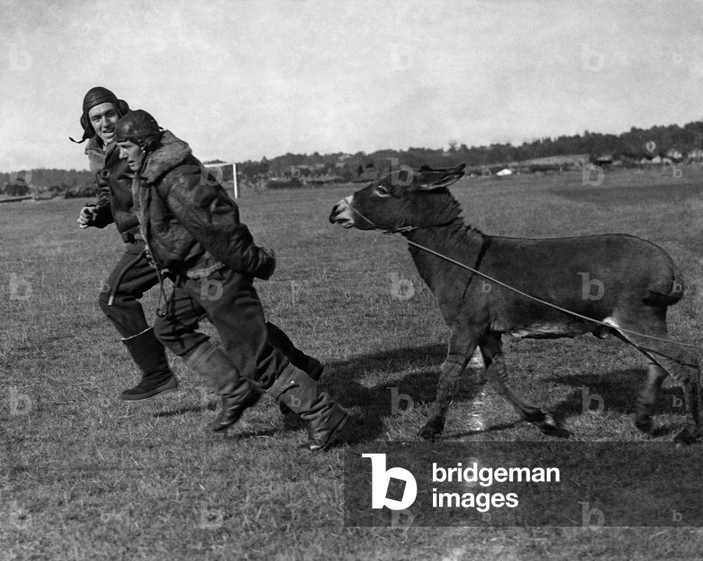 Barney the donkey who is number one member of The allied forces mascot club. Barney is seen have chasing aircrews from the squadron he serves. 
October 1943