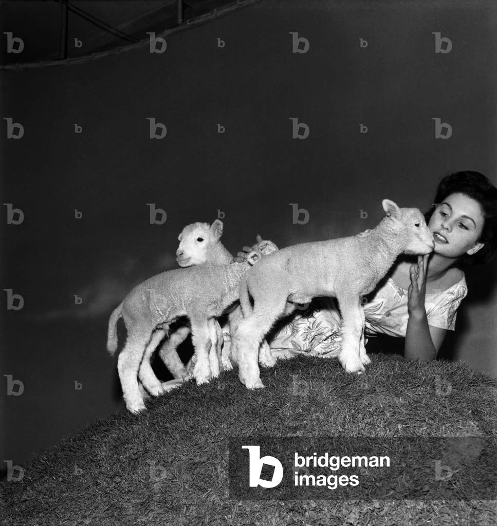 Actress Jean Simmons with Lambs. October 1948 O15147-004