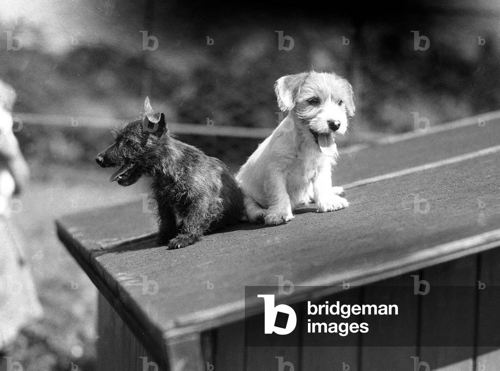 Alfieri.
Sealyham and Aberdeen puppies at Burnt Stub, Chessington.
27th June 1933