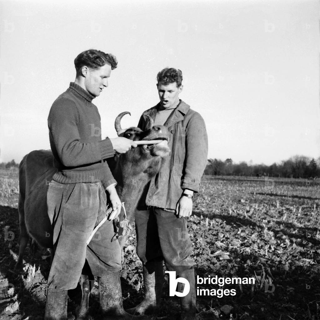 General Farming scenes at Hill Park Farm, Kent.