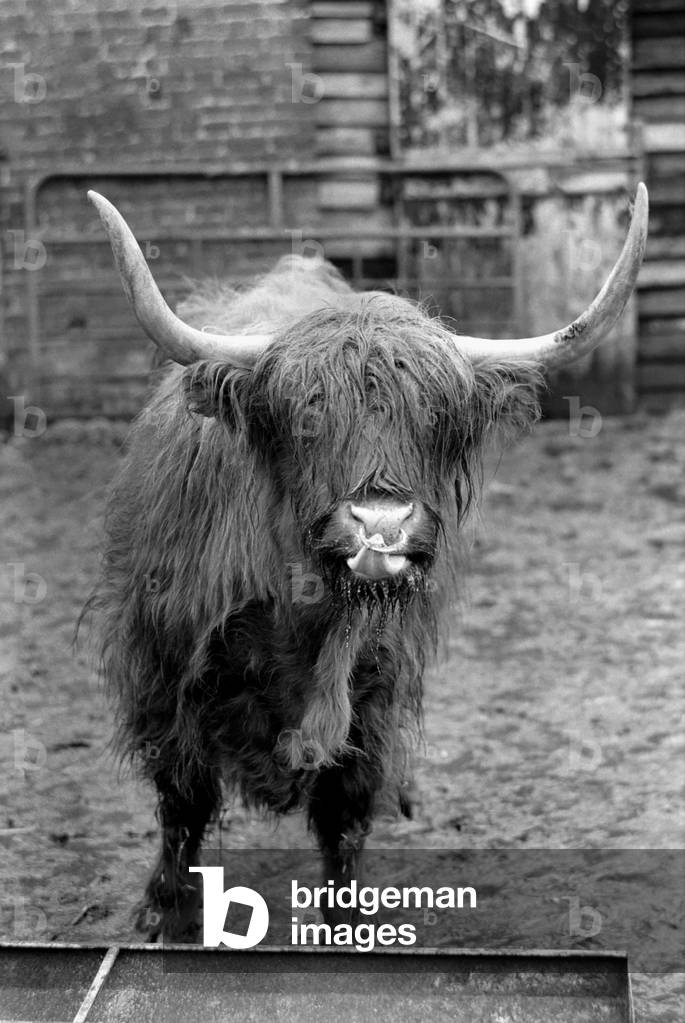 One farmer sick and tired of hikers and ramblers disturbing his cattle and trepassing has decided to adapt an old idea. This bull is a fake, a bovine scarecrow to frighten ramblers who stray from the foot paths that criss cross his farm. February 1975