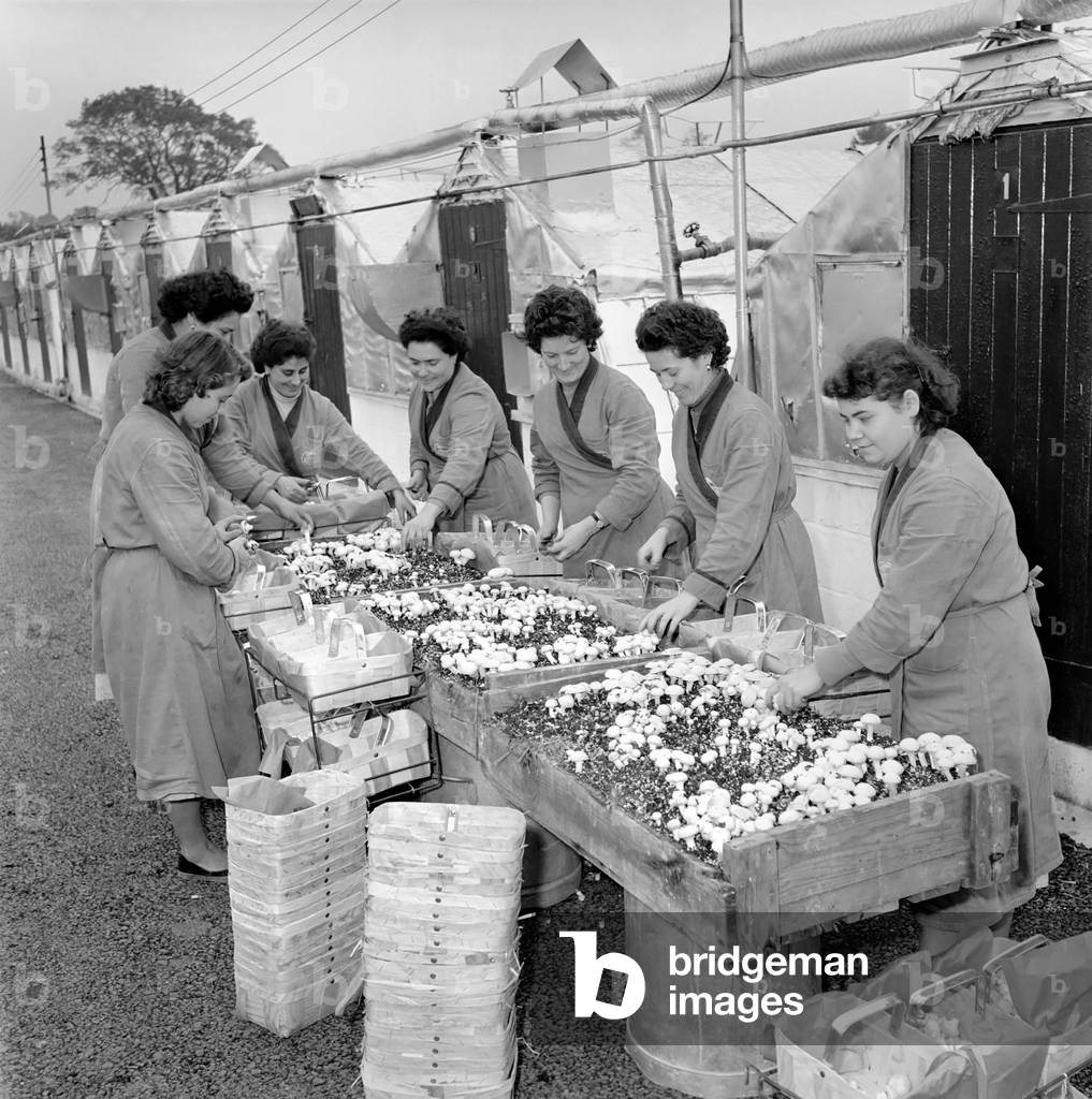 Women mushroom pickers, c. 1963 (b/w photo)