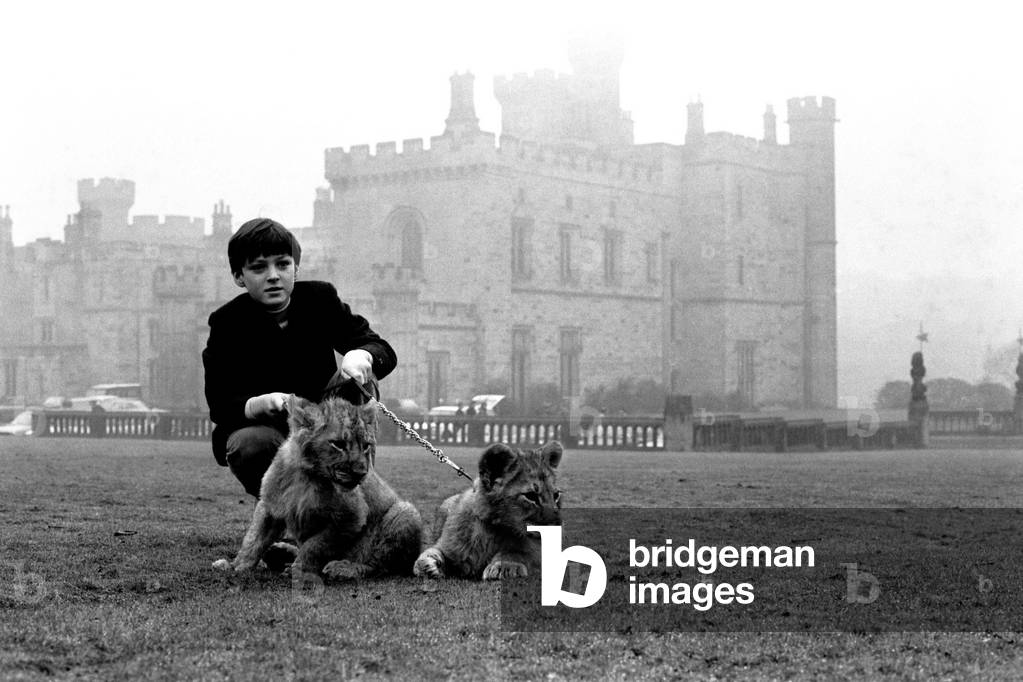Viscount Lambton and Lady Isabella with the lion cubs which are bound for the Lambton Lion Park, c.1970 (b/w photo)