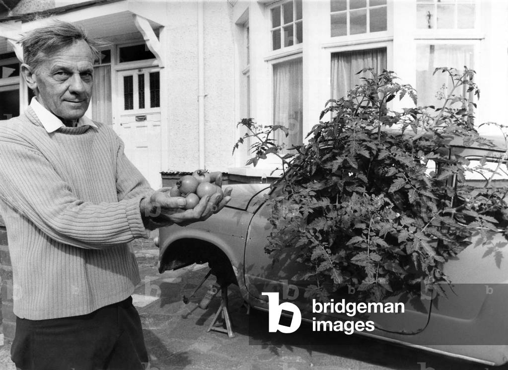 Geoff proudly displays a handful of his first crop of tomatoes. 
February 1979